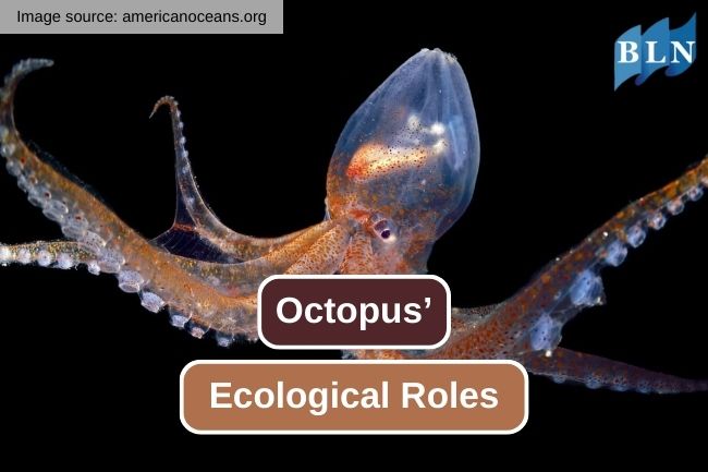 Octopus’ Ecological Roles in Coastal Habitats